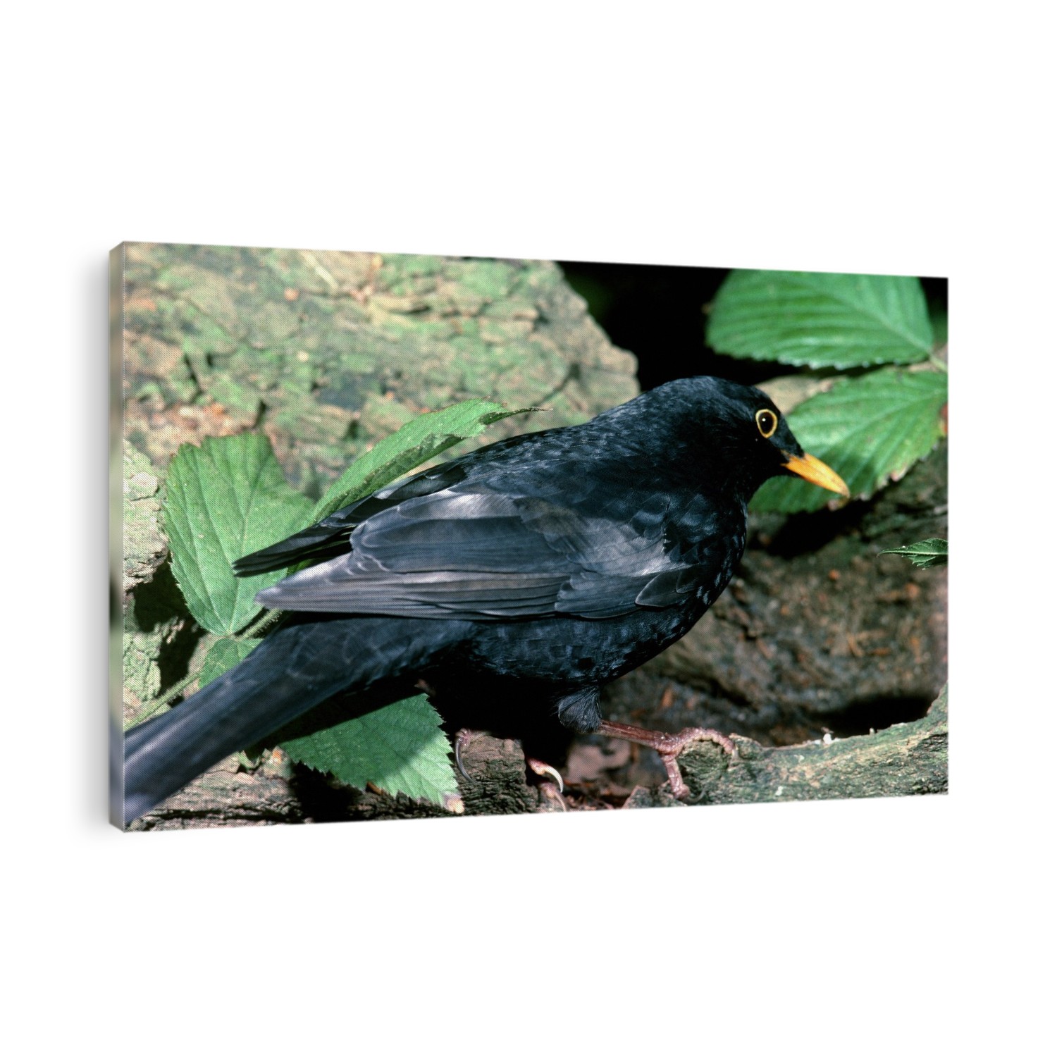 Blackbird. Turdus merula, single bird.
