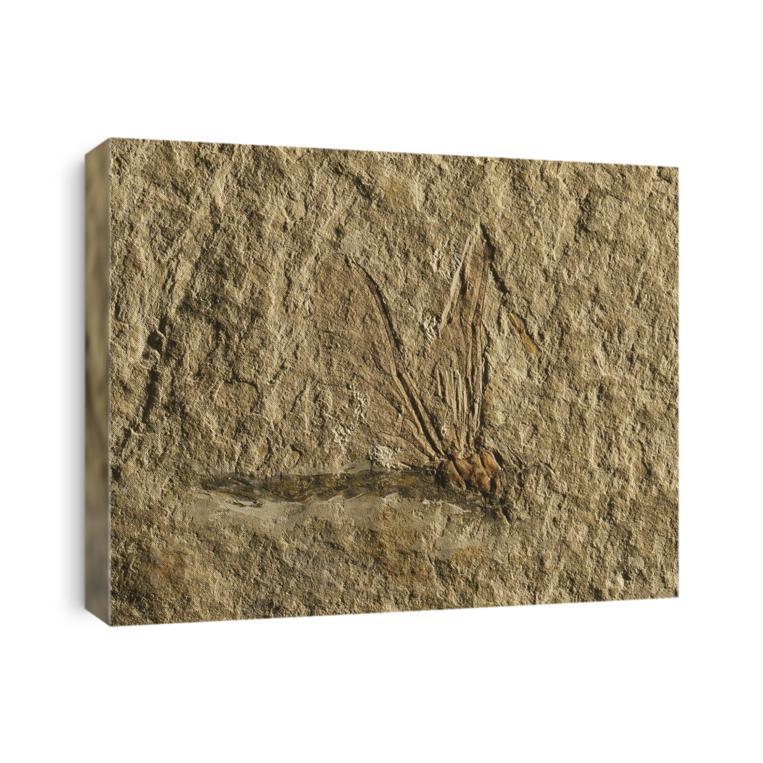 Libelluloidea dragonfly fossil. Fossilised specimen of a Libelluloidea dragonfly. This specimen has a body length of 3 centimetres. It dates from around 130 million years ago, during the Cretaceous, and was found in Liaonning province, China. It is part of the collections of the Entomology department at the National Museum of Natural History (MNHN) in Paris, France.
