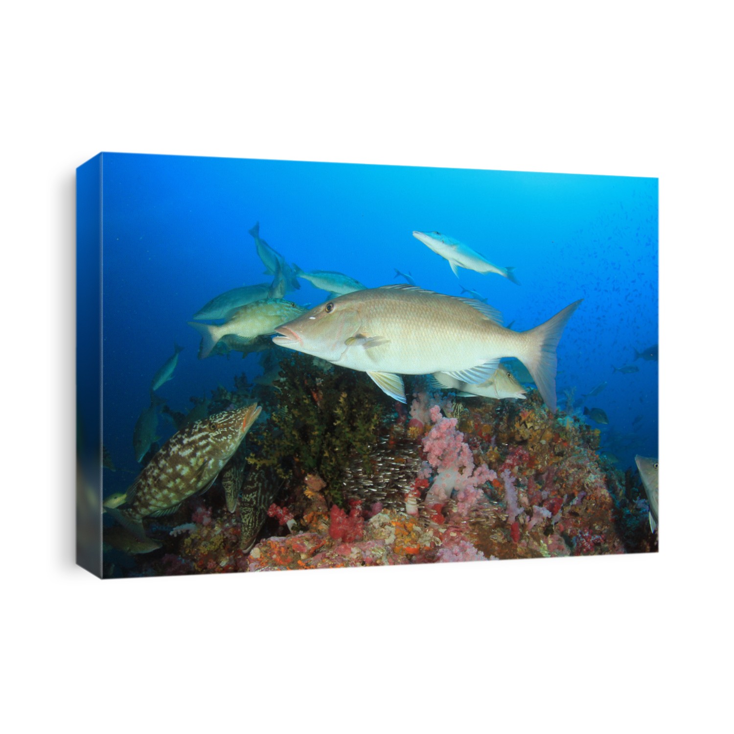 Emperor, Grouper and Snapper fish hunting on coral reef