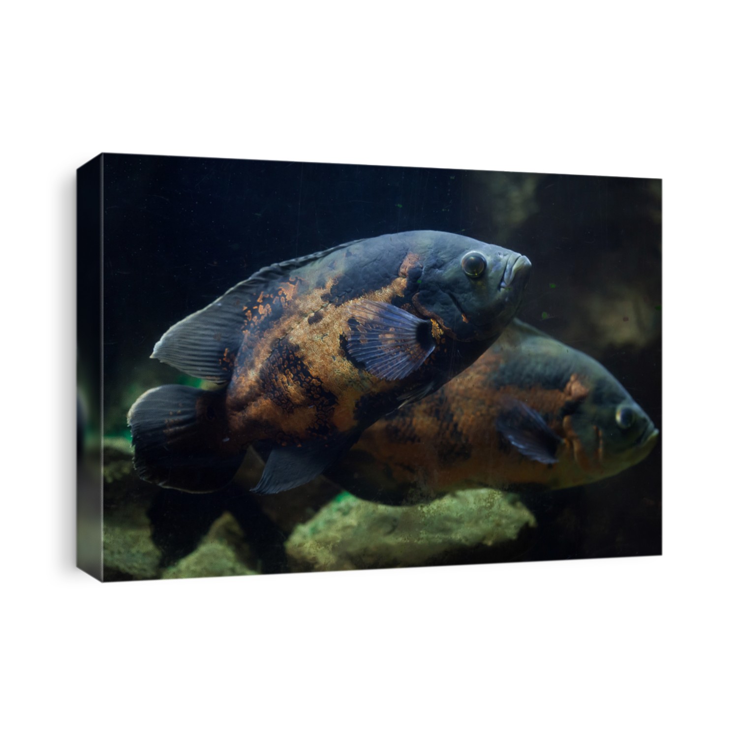 Oscar fish (Astronotus ocellatus). Tropical freshwater fish. 