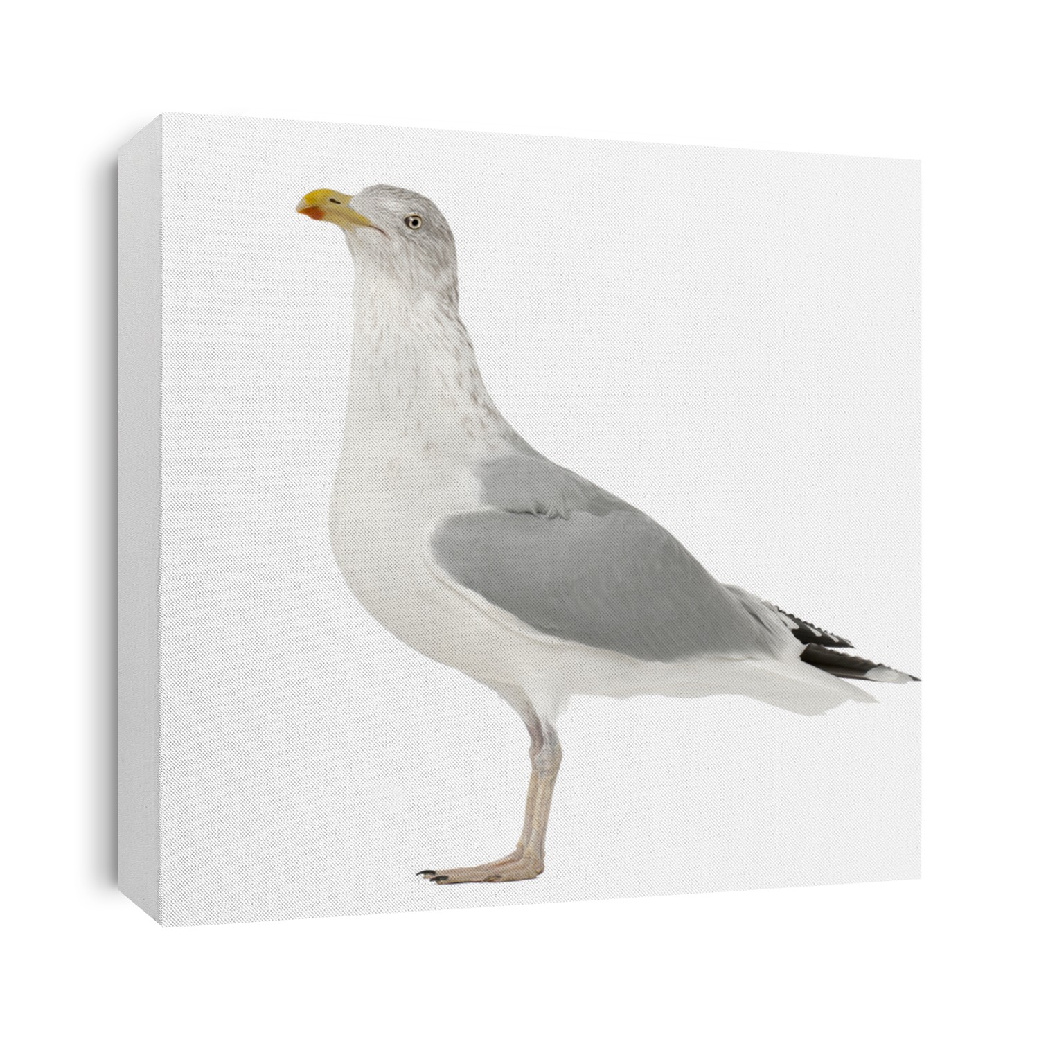 European Herring Gull, Larus argentatus, 4 years old, standing against white background