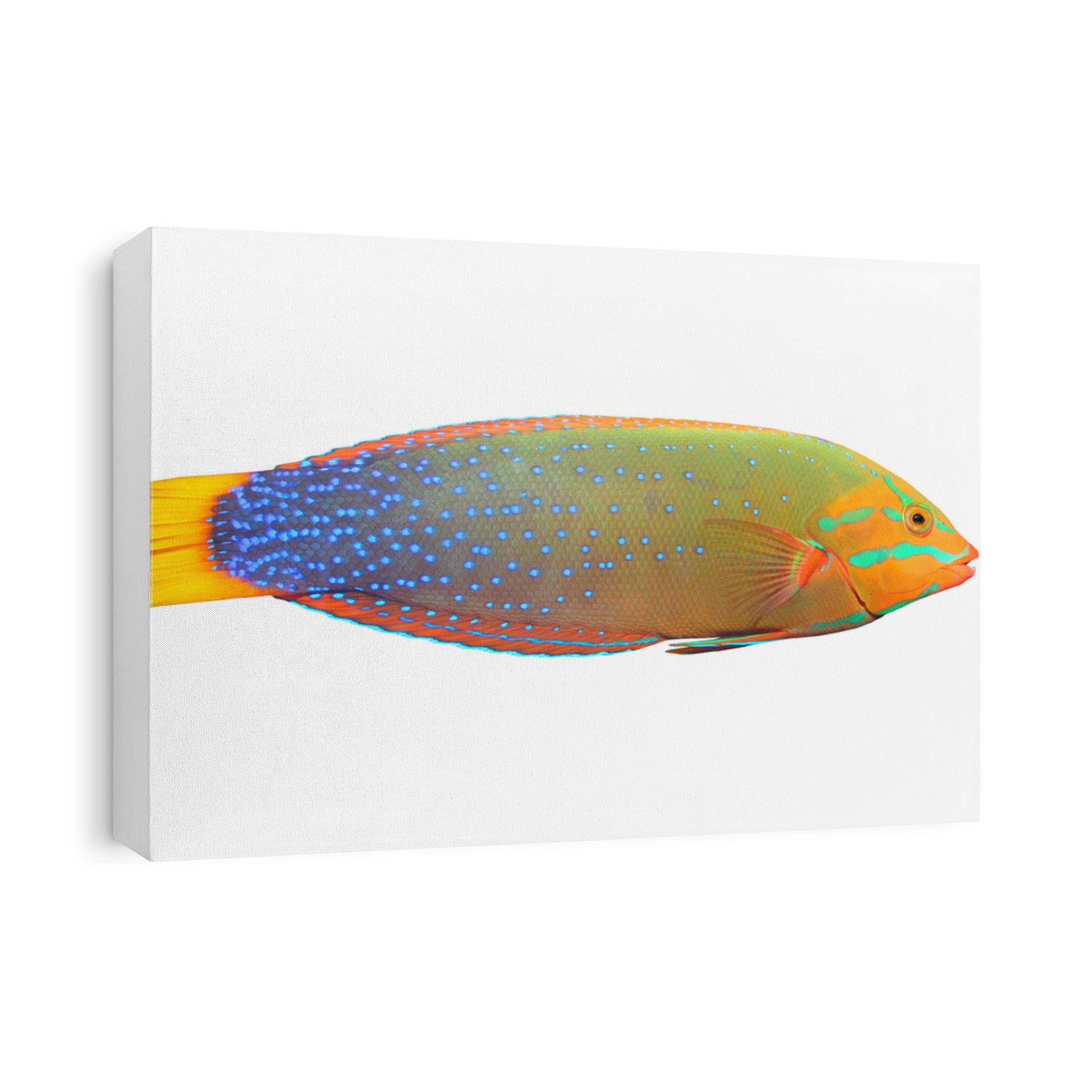 Tropical fish isolated on a white background. The Green Wrasse (Thalassoma Lunare). 