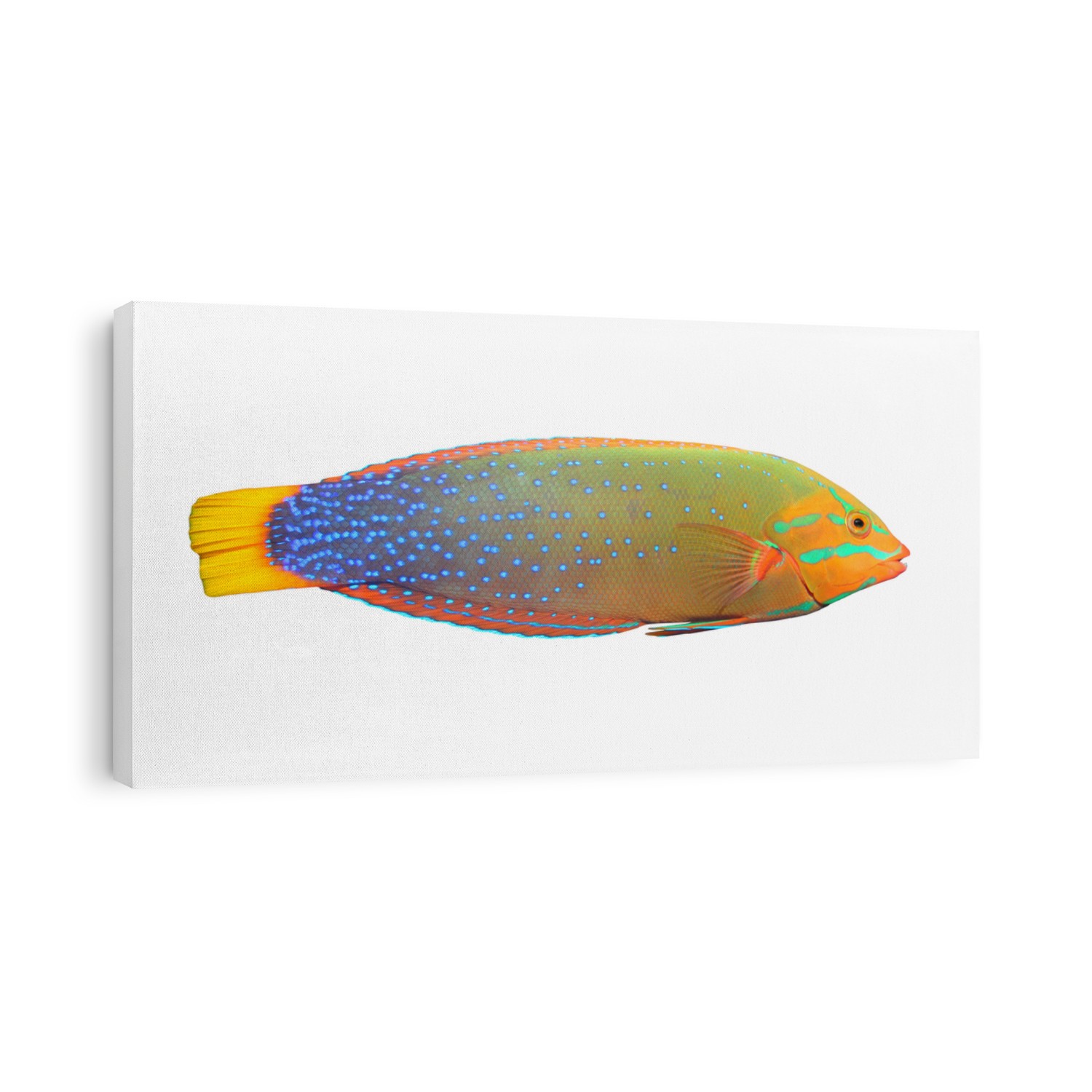 Tropical fish isolated on a white background. The Green Wrasse (Thalassoma Lunare). 