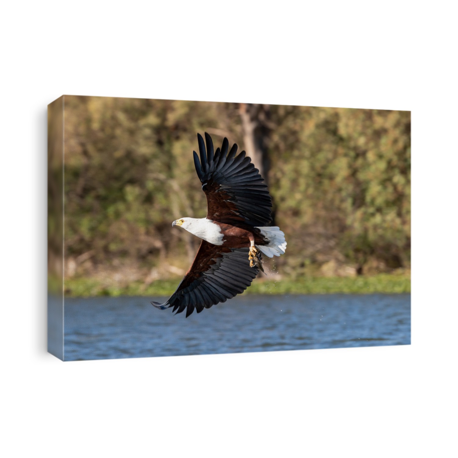 Fish eagle, Haliaeetus vocifer, catching a fish from the surface of Lake Naivasha, Kenya. These skilled predators will snatch fish from the water with their strong and sharp talons.