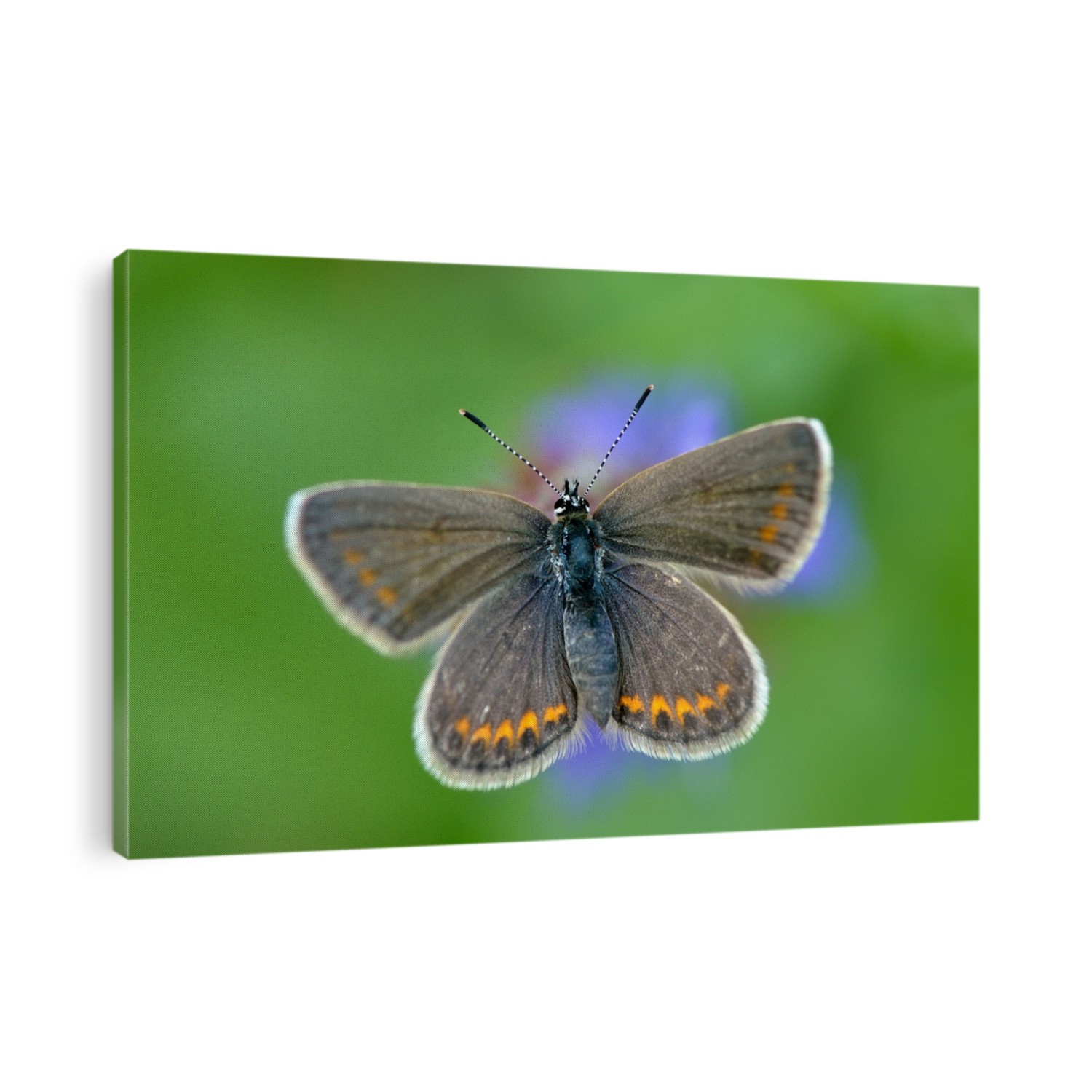 butterfly in natural habitat in spring (plebejus argus)