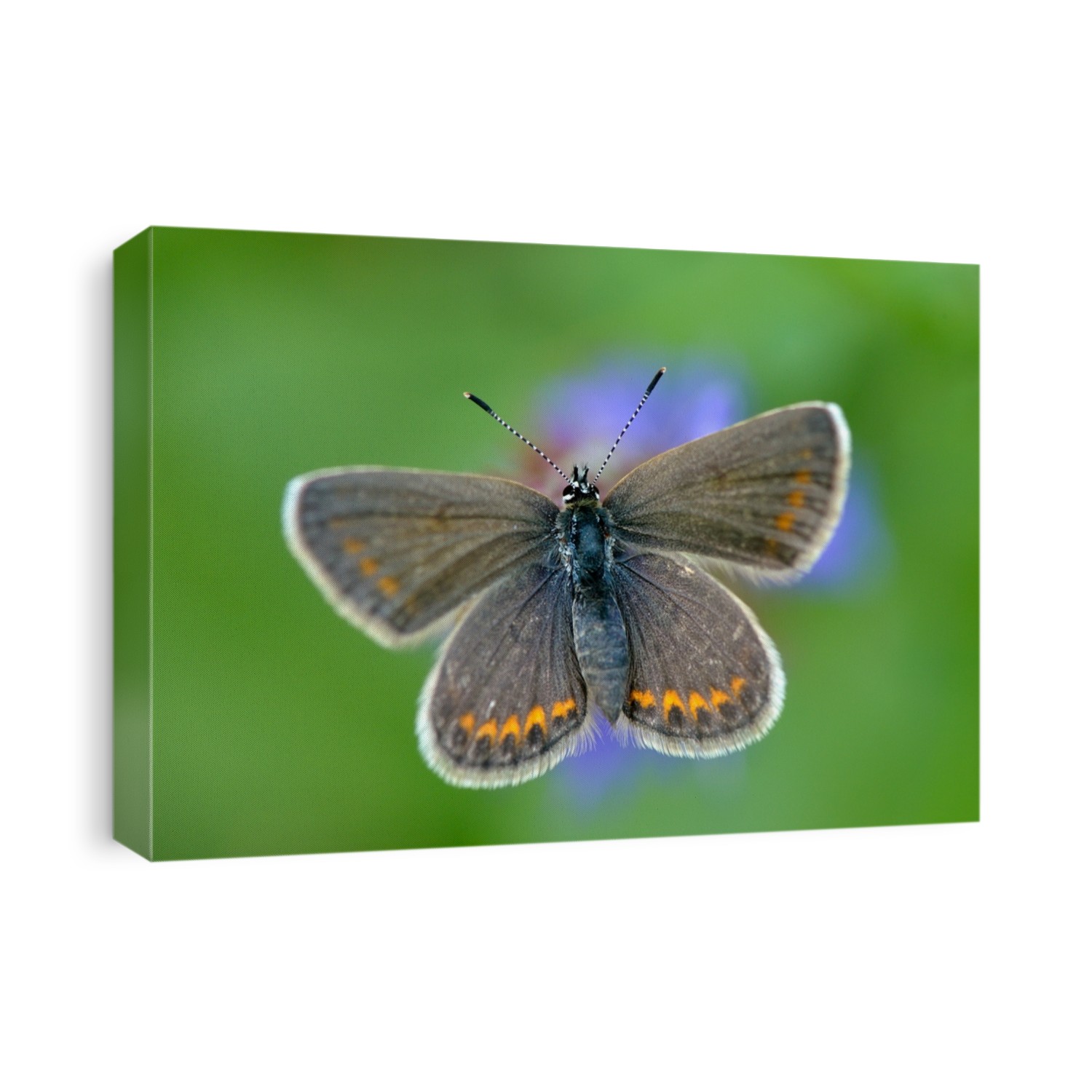 butterfly in natural habitat in spring (plebejus argus)