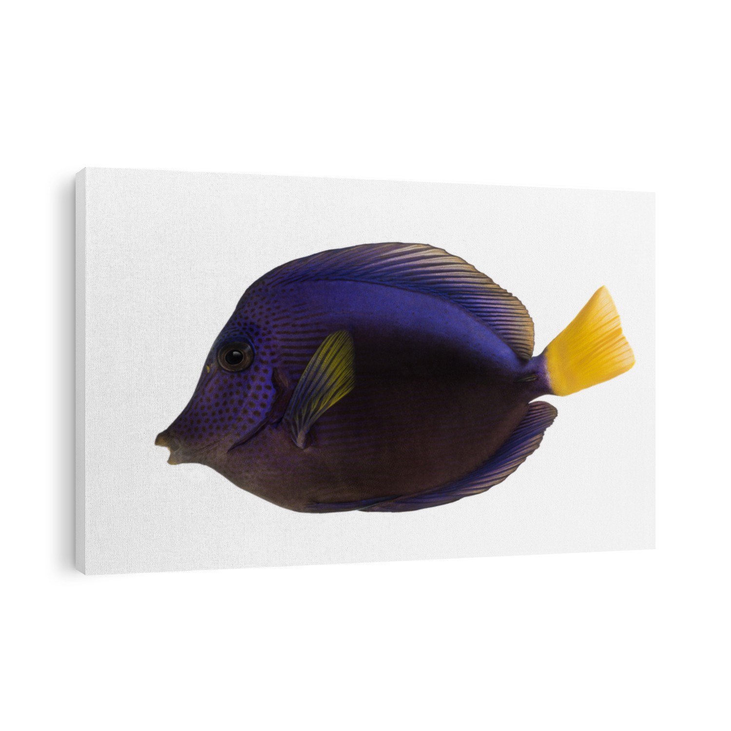 Side view of a Purple tang, Zebrasoma xanthurum, isolated on white