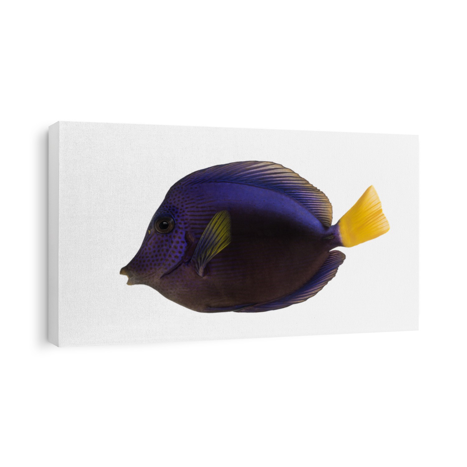 Side view of a Purple tang, Zebrasoma xanthurum, isolated on white